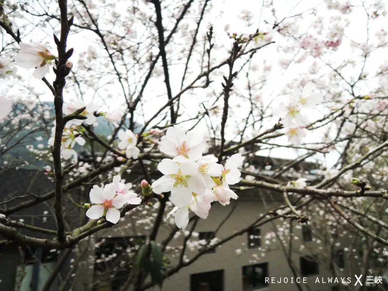 三峽之來場溫泉森林浴吧❀李梅樹紀念館+三峽老街+大板根度假酒店+滿月圓森林遊樂區❀