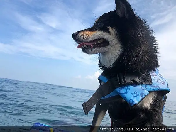 |遊記| 台灣 屏東 小琉球Day2 自由行 帶著毛孩寵物 柴犬 浮潛出遊去