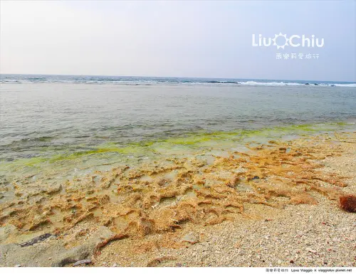 【小琉球 Liuchiu】多仔坪 跟著民宿老闆探索小琉球潮間帶 夜遊觀察夜間生態