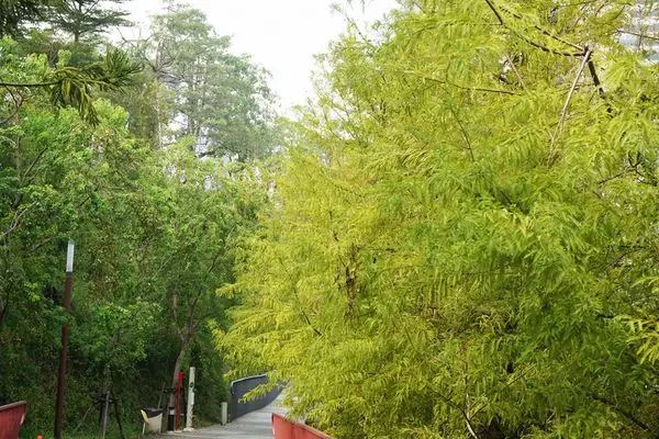 臺中市西屯：幸福小水舞~秋紅谷私藏的味蕾挑逗