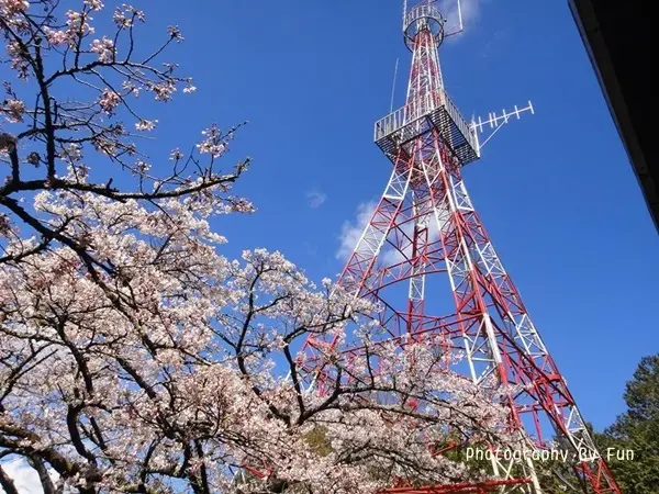 【嘉義阿里山】沼平派出所外擠滿人了?原來有大片櫻吹雪可賞(全台最高的森林遊樂區)
