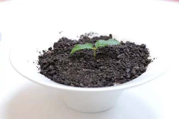 大三元魯肉飯專賣店