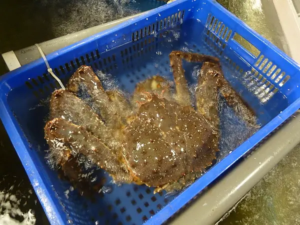 濱江市場，台北魚市 三井上引水產