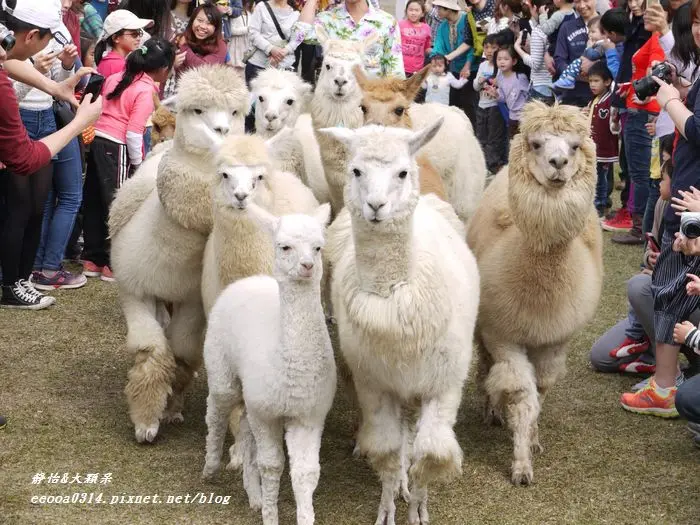 【新竹北埔】草泥馬的親子一日遊♥綠世界生態農場+百年古厝客家菜♥