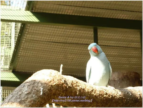 【新竹新埔旅遊】森林鳥花園。孩子的森林遊樂園