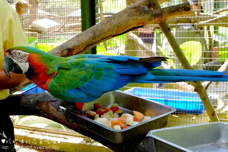 【新竹-新埔鎮】森林鳥花園：帶著孩子來森林中與鳥兒近距離互動吧～