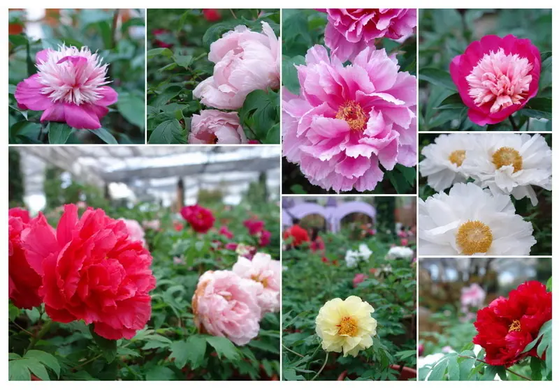 杉林溪森林遊樂區--山上避暑、爬山運動、富貴牡丹--一舉好幾得