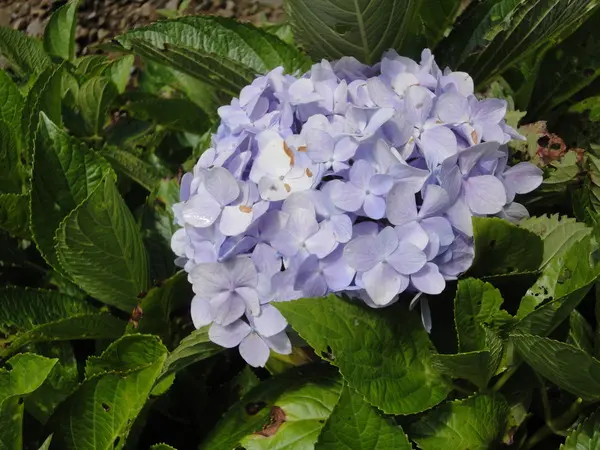【南投】 杉林溪 ● 繡球花季