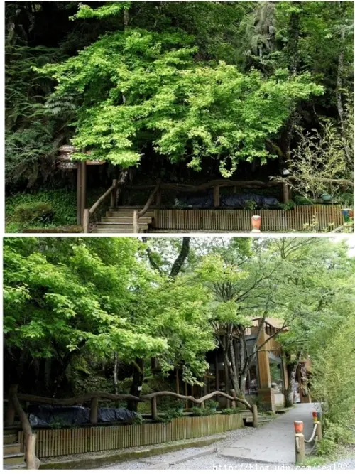 杉林溪繡球花搶先報