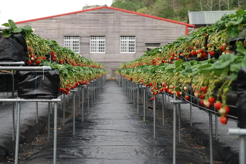 ◈苗栗◈ⓜ山頂果園農場ⓜ