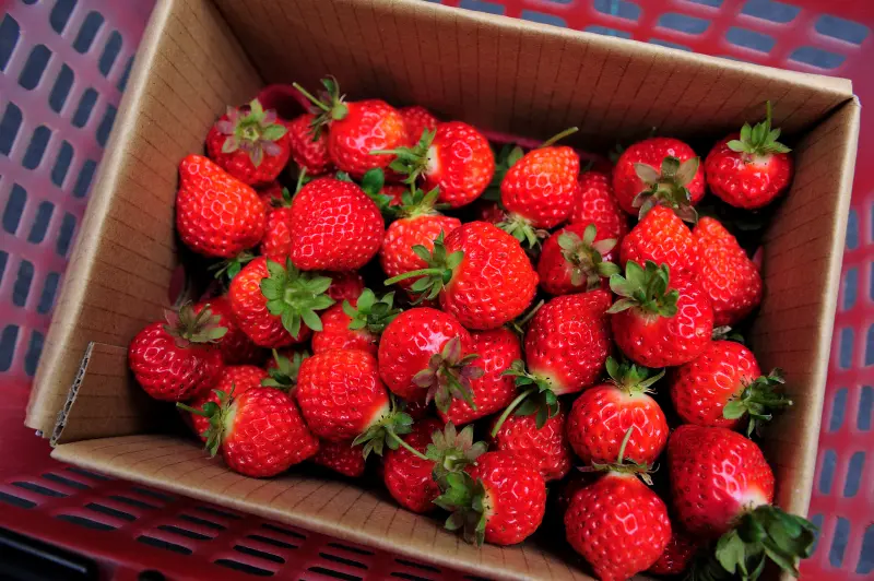 苗栗大湖【山頂果園農場】～通過認證的大湖高架有機草莓園&客家擂茶及搗麻糬ＤＩＹ