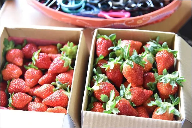 《苗栗美食景點》高鐵苗栗站新站通車12/1~12/15車票買一送一！網友推薦大湖草莓園整理&巧克力雲莊移山倒海草莓冰！