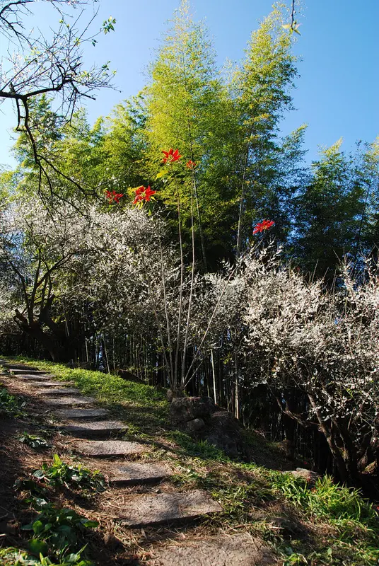 ◈南投◈ⓜ烏松崙賞梅花ⓜ