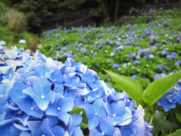 台北繡球花 | 陽明山－ 高家繡球花田 ．花季拍照景點