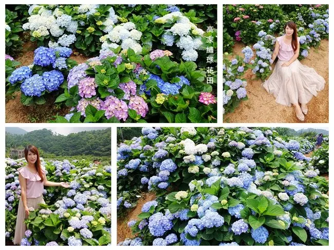 陽明山繡球花季 ▶ 高家繡球花田 ▶ 2018竹子湖繡球花大盛開 期間限定浪漫美拍 最新花況分享 #交通資訊 #入園資訊