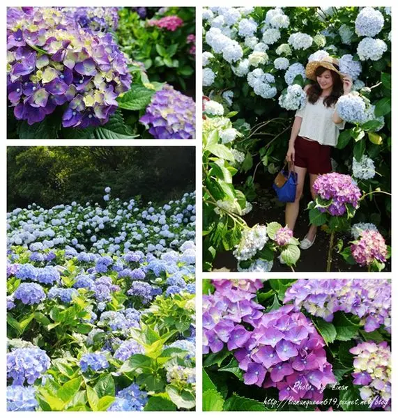 ▌台北，竹子湖▌赴宴，一場滿山綻放的絢爛，高家繡球花田。