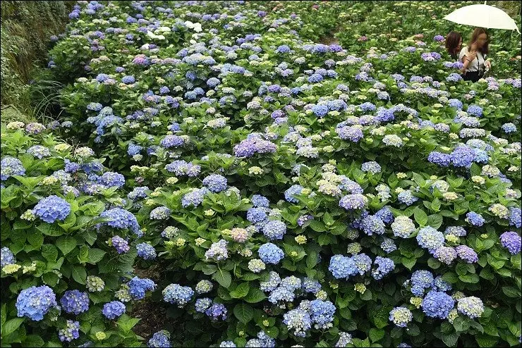 搭捷運轉公車就會到的陽明山竹子湖三大繡球花海懶人包~竹子湖水車寮步道+頂湖大賞園+水尾大梯田繡球花田(2016年5月最新版花況)！