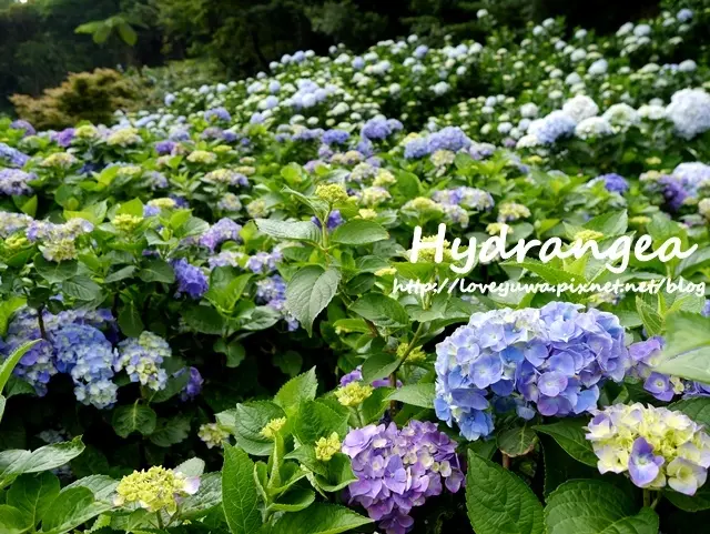 【台北◍•ᴗ•◍士林】景點・陽明山竹子湖賞繡球花~高家繡球花田-東湖水車寮步道(5/19花況)圍繞在繡球花海中的滿滿幸福｜東湖地區繡球花農園：高家農園｜陽明山竹子湖繡球花季｜台北紫陽花