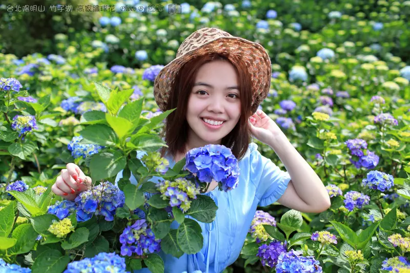 【台北景點】2016.5.15花況 陽明山秘境 高家繡球花園 竹子湖 水車寮步道 近湖田國小