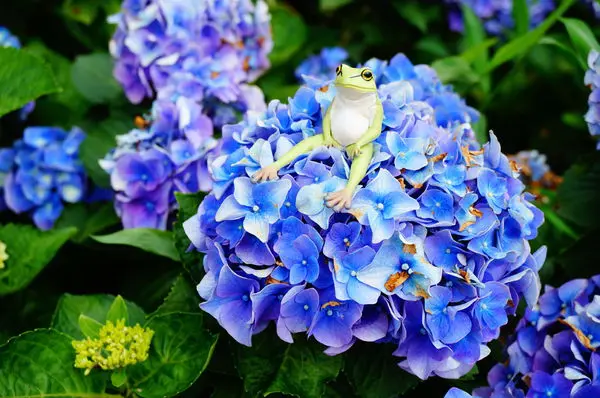 │陽明山│竹子湖/水車寮繡球花園♥♥♥超美的繡球花季