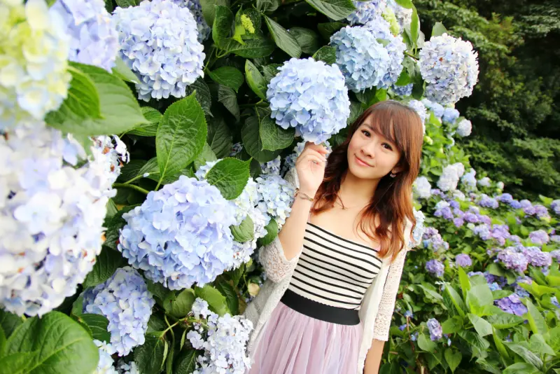 【陽明山】竹子湖水車寮秘境❤高家繡球花園❤花團錦簇超美麗