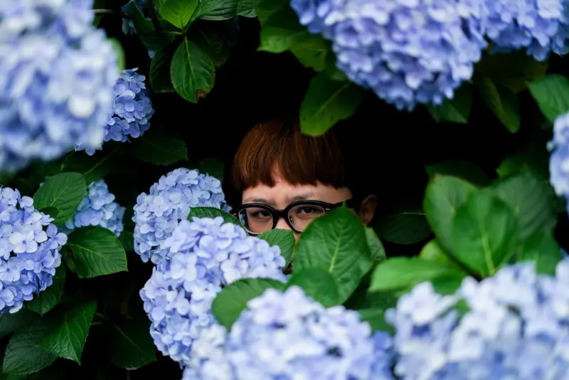 高家繡球花田X魔王 台北士林區 久違的陽明山高家花田 攏是郎 請叫我紫陽 內文有交通資訊