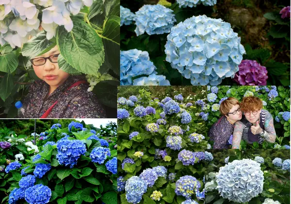 台北陽明山 季節限定 秘境繡球花 高家花田 不小心踏入巨人國的後花園冒險了