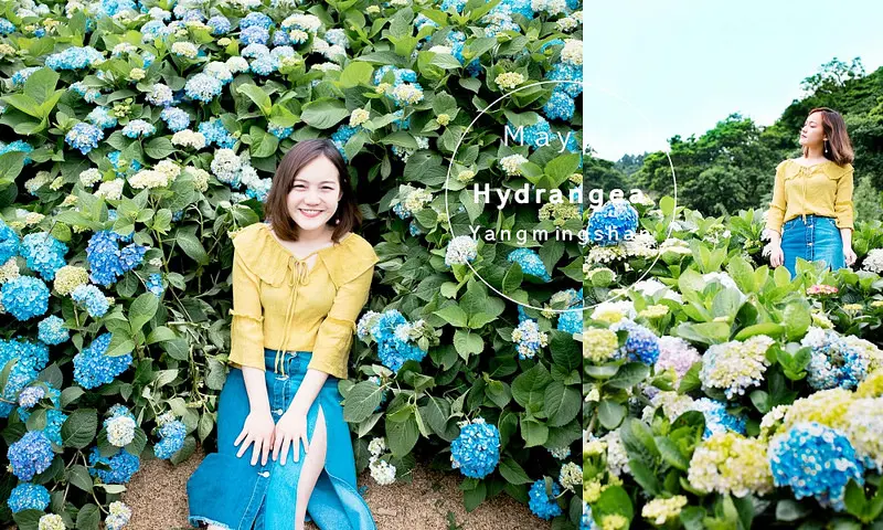 台北一日遊｜陽明山繡球花 | 竹子湖高家繡球花田| 交通花期懶人包