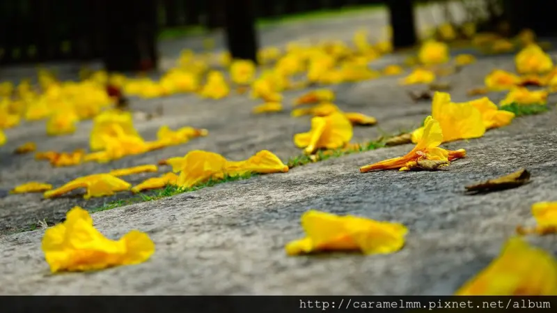 【新竹芎林】心鮮森林莊園餐廳 假日親子休閒旅遊好去處 親子餐廳/婚紗攝影/婚宴會館