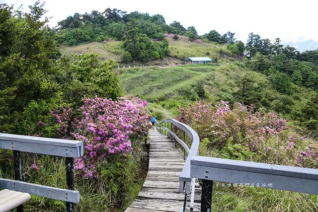 鳶峰。木棧步道旁的紅毛杜鵑。遠遠的一叢叢看起來就是一股喜氣