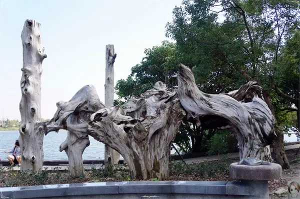 宜蘭 羅東林場~婀娜多姿的漂流木造型