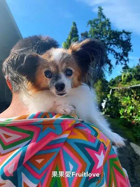 帶著毛孩一起到奮起湖　感受芬多精與舒服的空氣　賞美景　吃美食　寵物友善　不限大小　不用關籠　不用關袋