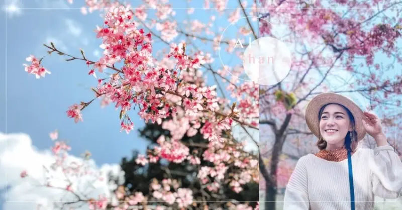 阿里山櫻花季2020｜阿里山火車、交通管制、天氣、六大賞櫻景點攻略