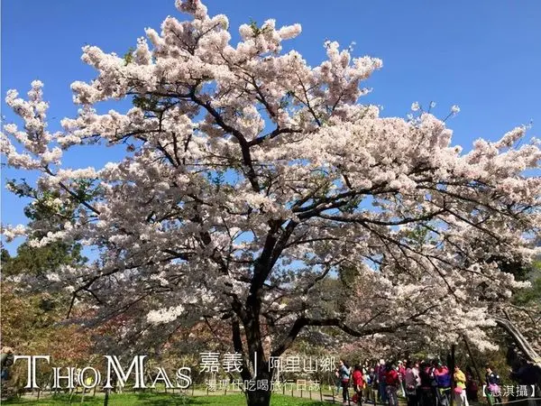 【嘉義｜玩】2016阿里山櫻花季®彷彿置身櫻花林～感受櫻王的美麗綻放