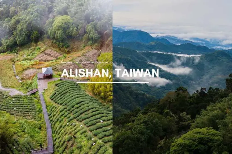 阿里山「百萬級茶園」，充滿仙氣的頂石棹步道-阿里山石棹茶園