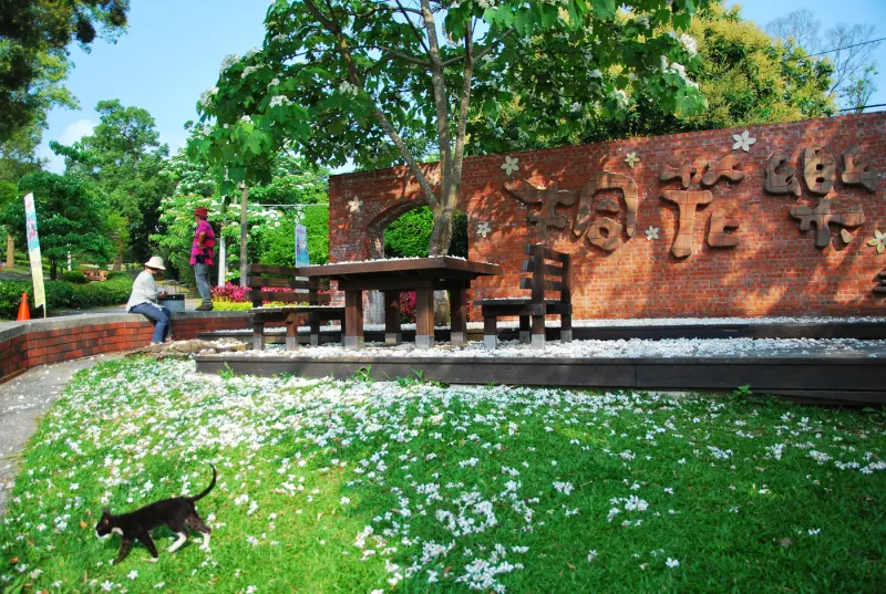 聽見花開的聲音 * 苗栗 . 客家大院桐花祭 ( 桐花樂活公園 )