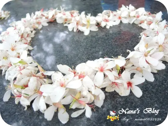 【苗栗】來一場與白雪紛飛的桐花約會❤客家大院