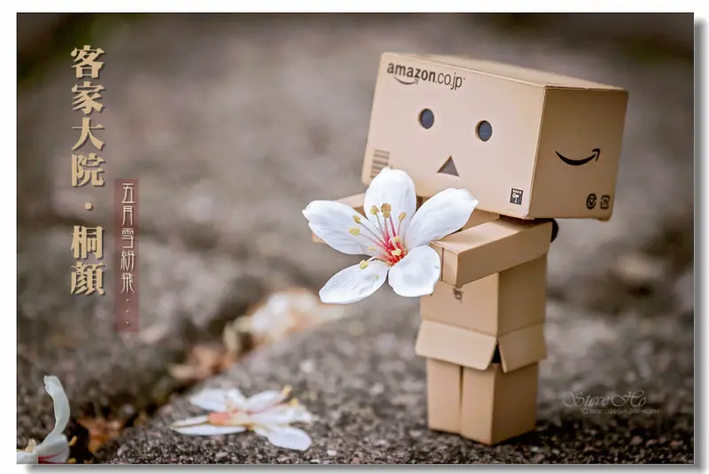 【苗栗】客家大院 - 桐顏。五月雪紛飛