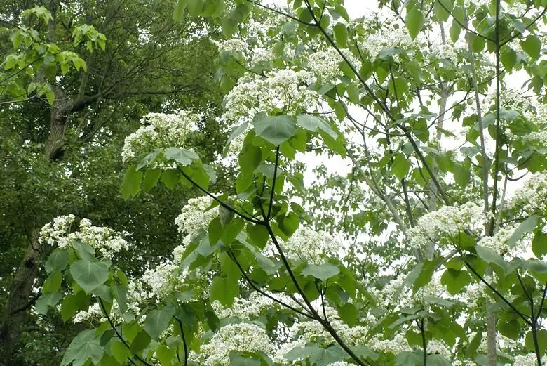 ▲苗栗銅鑼桐花季觀賞景點：桐花公園客家大院，還有客家三合院、日式街道可以逛街打卡 /章魚娜娜 提供、WalkerLand窩客島整理