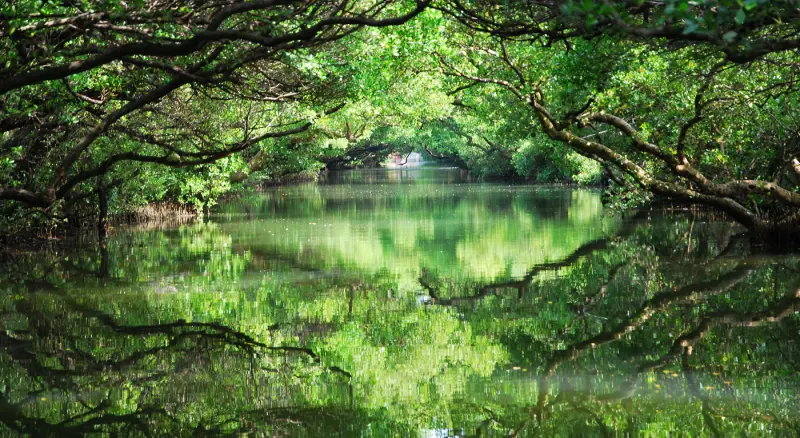 Green eye ( 綠色之眼 ) * 台南 . 四草綠色隧道