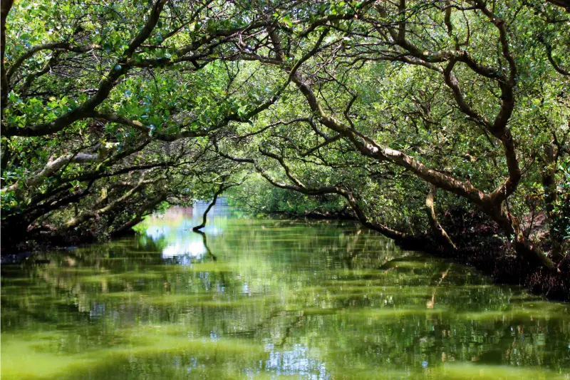 美的像一幅畫~台灣的迷你版亞馬遜河「四草綠色隧道」就在台南
