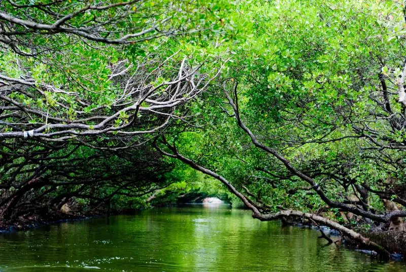 【台南】四草台江生態國家公園~台灣難得的水上綠色隧道,很適合親子生態&歷史之旅~
