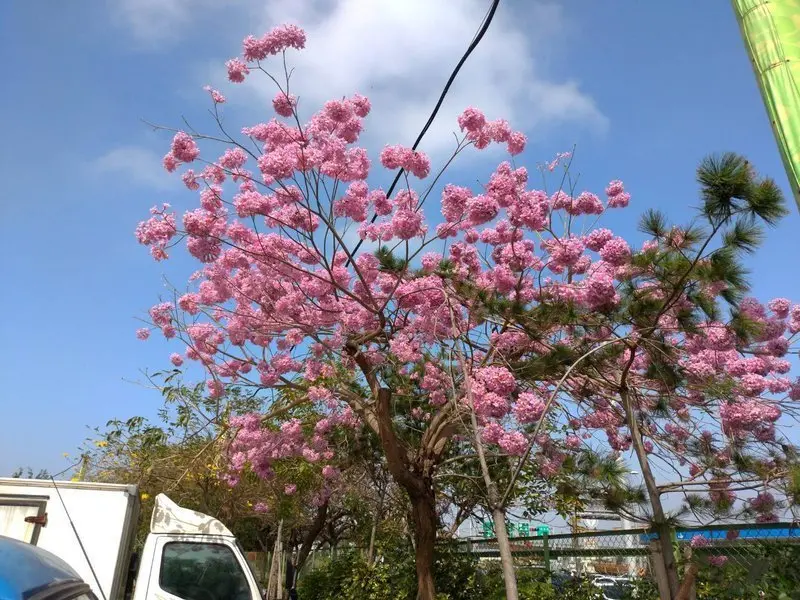 2019/02/22就是愛賞花之台中哈魚碼頭/潮港城停車場~紅花.黃花風鈴木!
