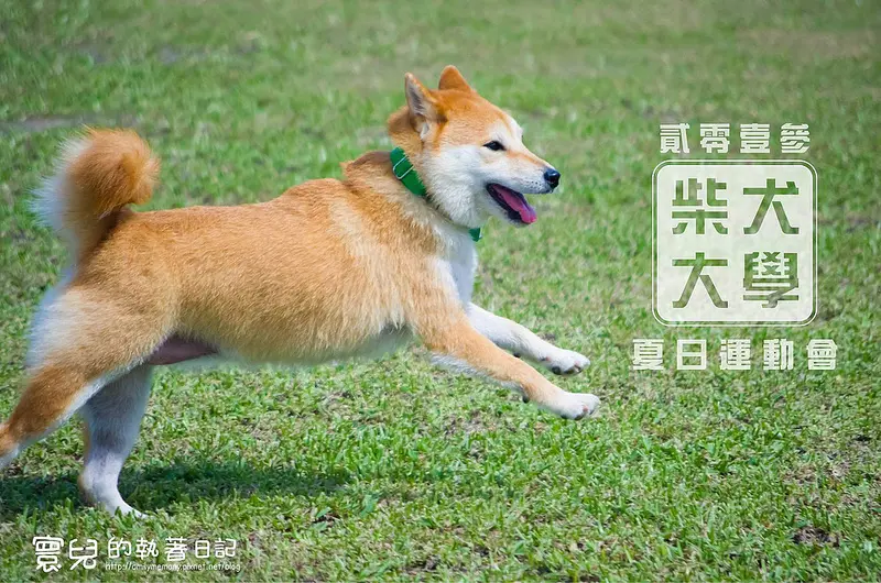 ╠寵物旅遊╣2013柴犬大學夏日運動會