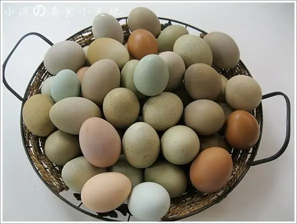 『彰化。埔鹽』尋找彩色蛋─桂圓自然生態農場