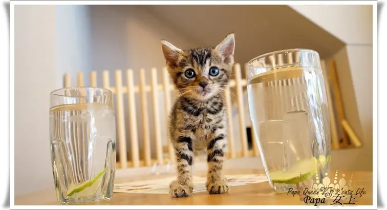 [台中]Ｃats Claw 貓爪子站! 真的有貓～早午餐的餐點美式大份量