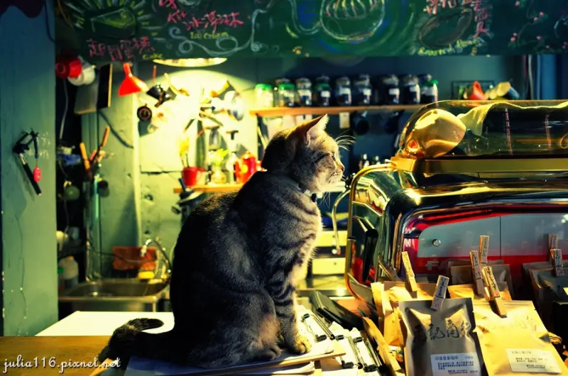 【虎記商行】中正區。喵～我們一家都是虎♥，一起來喝咖啡玩貓咪吧！