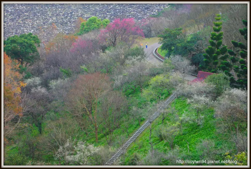 桃園賞梅part2~石門水庫梅園、角板山介壽國中
