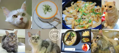 呷飽祙【台北士林･元氣貓主題咖啡】貓奴必衝        
      