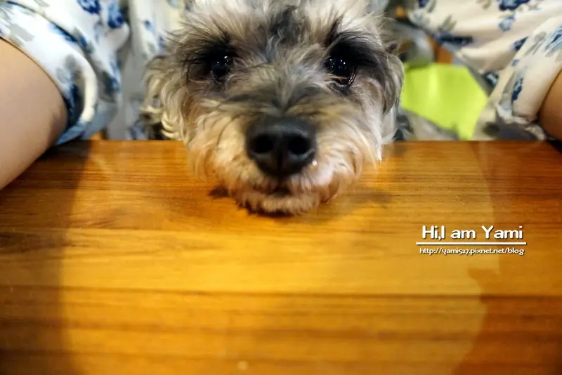 小春日和動物雜貨‧珈琲寵物餐廳 ► 台北 松山區 ◄民生社區必吃貓咪咖啡廳 x 複合式寵物剪毛餐廳有（WIFI/限時兩小時沒客滿不趕人）